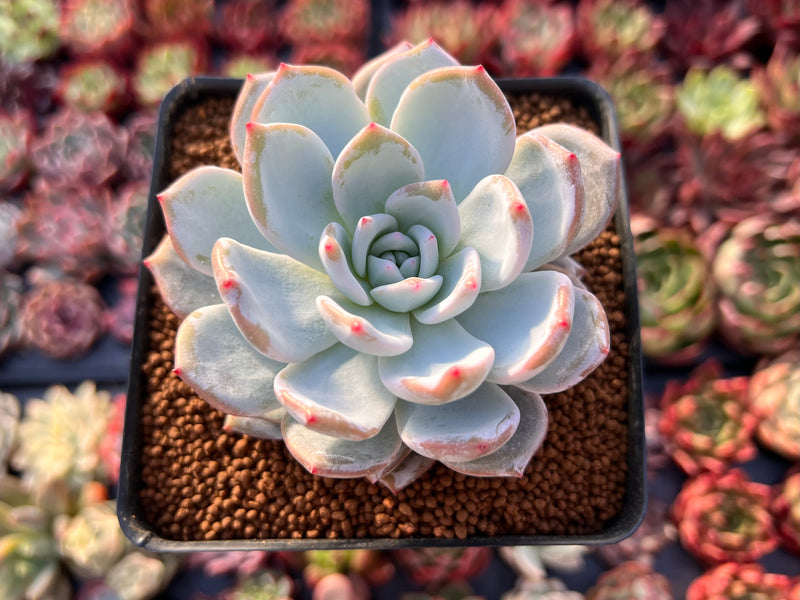 3 inch succulent plants Echeveria 'Ivory' 3" Succulent Plant – True Succulents Plant Co