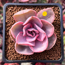 Echeveria 'Rainbow' Variegated 1" Succulent Plant