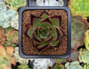 Echeveria Agavoides 'Jelly Cassiopeia' 2" Succulent Plant