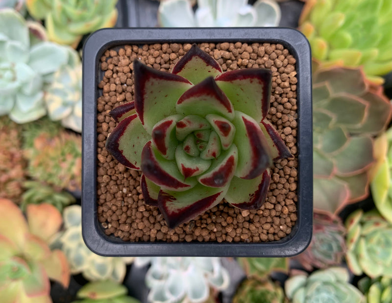 Echeveria Agavoides 'Jelly Cassiopeia' 2