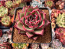 Echeveria Agavoides 'Electra' Round-Leaf 3"-4" Succulent Plant