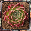 Echeveria Agavoides 'Elizabeth' 3" Succulent Plant
