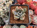 Pachyveria 'Pachyphytoides' Variegated 2" Succulent Plant