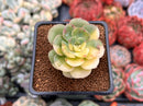 Echeveria 'Nicksana' Variegated 2" Succulent Plant