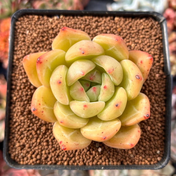 yellow humbert succulent Echeveria 'Yellow Champaign' 2"-3" Succulent Plant – True Succulents Plant Co