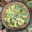 Echeveria 'Butterfly Dot' Variegated 4” Large Succulent Plant