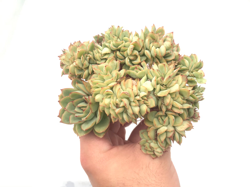 Echeveria 'Esther' Crested Cluster 5" Rare Succulent Plant