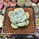 Echeveria 'Icy Green' 2" Succulent Plant