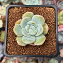 Echeveria 'Icy Green' 2" Succulent Plant