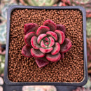 Echeveria Agavoides 'Chapote' 1" Succulent Plant