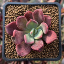Echeveria 'Santorini' 2" Succulent Plant