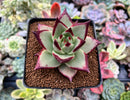 Echeveria Agavoides 'Black King' 3" Succulent Plant