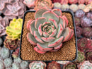 Echeveria 'Glam Pink' 3" Succulent Plant