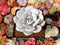 Echeveria 'Laui' 2"-3" Powdery Succulent Plant