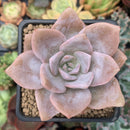 Echeveria 'La Bamba' 2" Powdery Succulent Plant