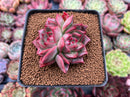 Echeveria 'Bradley' 2"-3" Succulent Plant