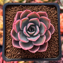 Echeveria 'Tinkerbell' 2" Succulent Plant