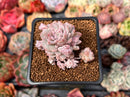 Echeveria 'Prolifica' Variegated 1" Succulent Plant