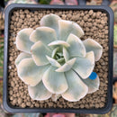 Echeveria Runyonii Variegated (Aka Echeveria 'Akaihosi' Variegated) 2" Succulent Plant