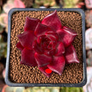 Echeveria Agavoides 'Saffron Blue' 1" Succulent Plant