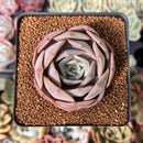 Echeveria 'Salgoo' 2" Succulent Plant