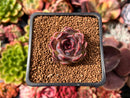Echeveria 'Fushike' 1" Succulent Plant