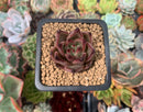Echeveria Agavoides 'Romeo' 1" Succulent Plant