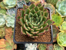 Echeveria Agavoides 'Sarabony' 2" Succulent Plant
