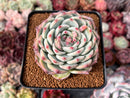 Echeveria 'Chihuahuaensis' 3" Cluster Succulent Plant