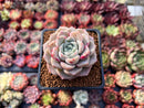 Echeveria 'Pink Spot' 2" Succulent Plant