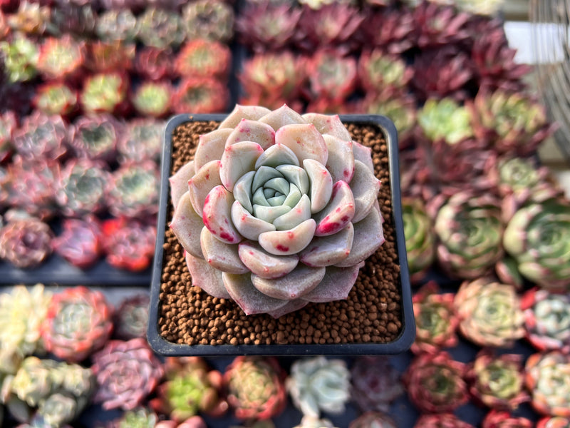 echeveria succulent identification Echeveria 'Pink Spot' 2" Succulent Plant – True Succulents Plant Co