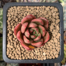 Echeveria Agavoides 'Chapote' 1" Succulent Plant