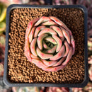 Echeveria Hybrid sp. 1"-2" Succulent Plant