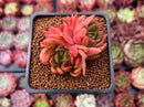 Echeveria Agavoides 'Cagliari' 1"-2" Cluster Succulent Plant