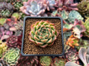 Echeveria 'Red Mill' 2" Seed-grown New Hybrid Succulent Plant