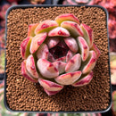 Echeveria 'Colorata' Hybrid 3" Succulent Plant