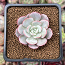 Echeveria 'Subcorymbosa Lau 026' 2" Succulent Plant