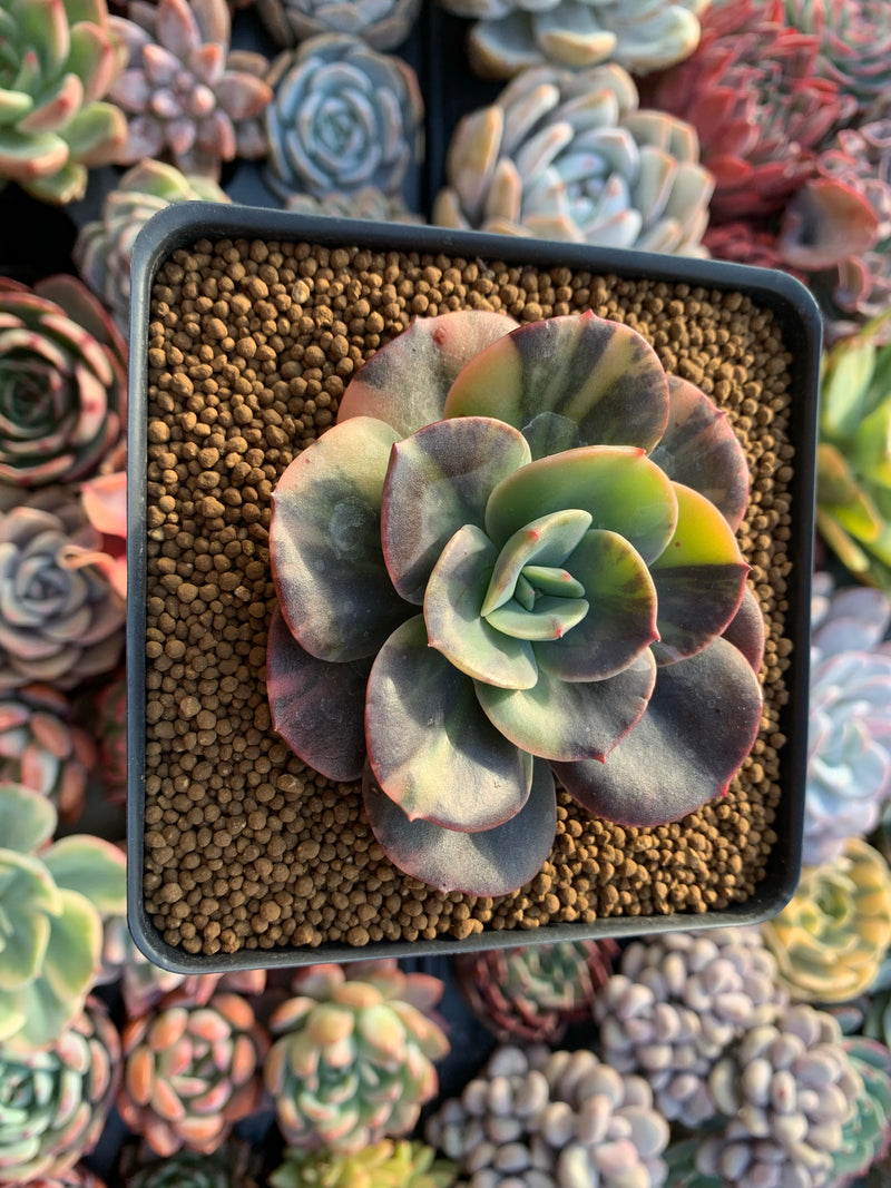 blue metal succulent Echeveria 'Blue Metal' Variegated 3" Succulent Plant – True Succulents Plant Co