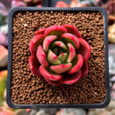 Echeveria Agavoides 'Chapote' 1" Succulent Plant
