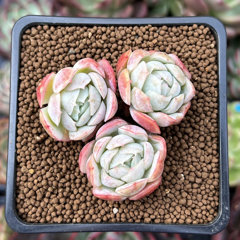 berry succulents Echeveria 'Lemon Berry' 2" Cluster Succulent Plant – True Succulents Plant Co