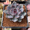 Echeveria 'Purple Stone' 1" Succulent Plant