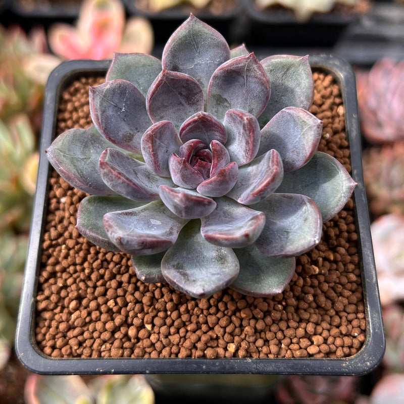 stone rose succulent Echeveria 'Purple Stone' 1" Succulent Plant