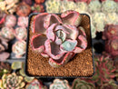 Echeveria 'Beyonce' Variegated 2"-3" Succulent Plant