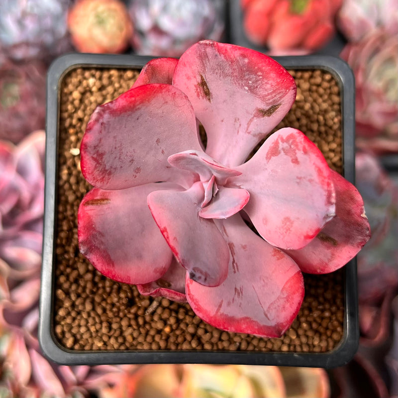 angel wings succulent plant Echeveria 'Angel Wings' Variegated 2" Succulent Plant