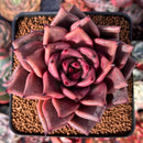 Echeveria Agavoides 'Taurus' 4" Succulent Plant