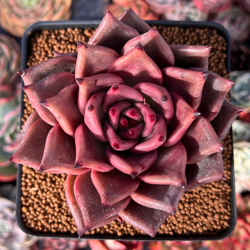 taurus succulent Echeveria Agavoides 'Taurus' 4