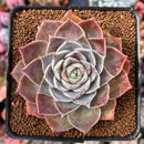 Echeveria 'Contra' 2"-3" Succulent Plant