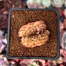 Echeveria Agavoides 'Wine Peach' Crested 1" Succulent Plant