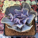 Echeveria 'Valkyrie' 3" Succulent Plant