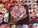 Echeveria 'Pink Harin' Variegated 2" Succulent Plant
